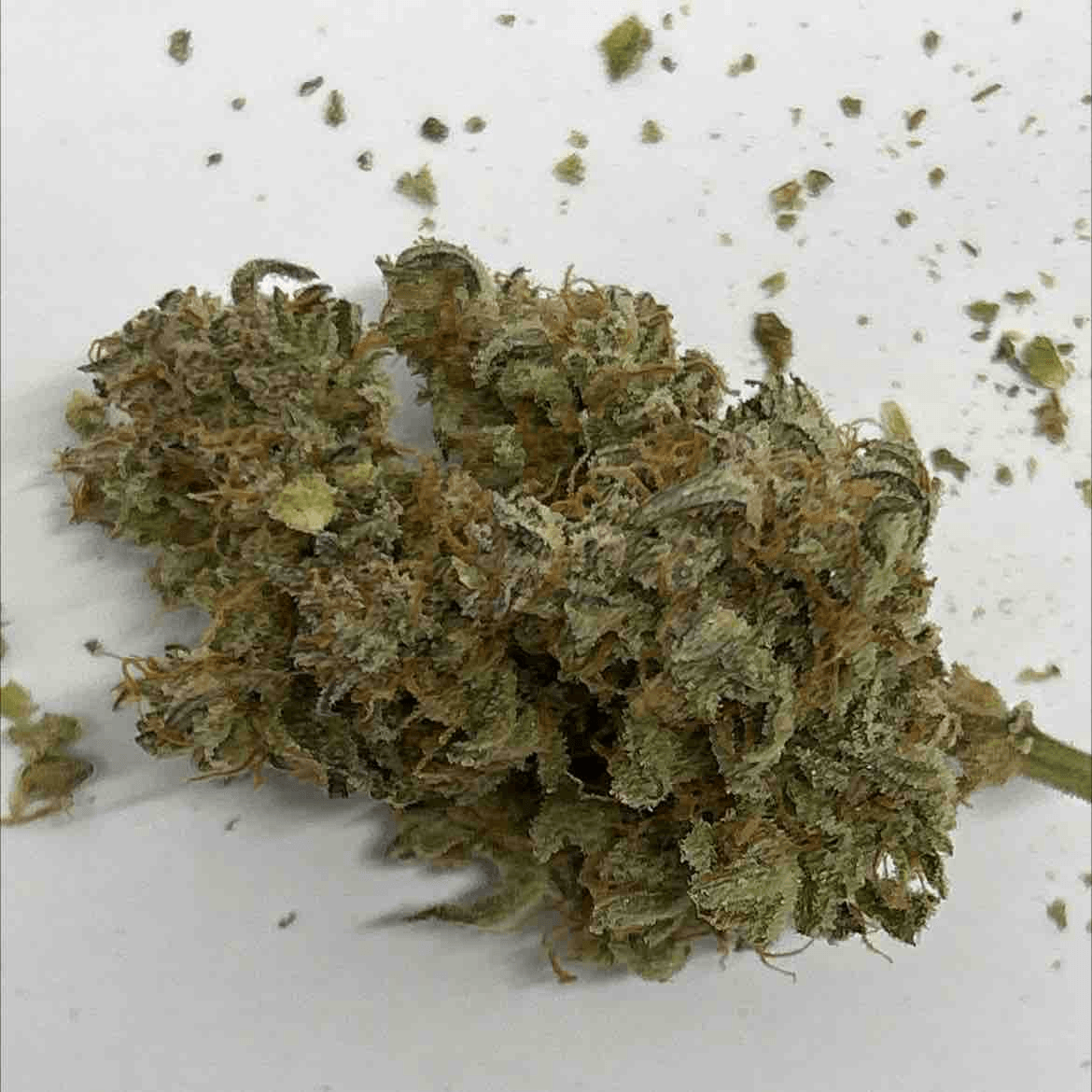 Gelato