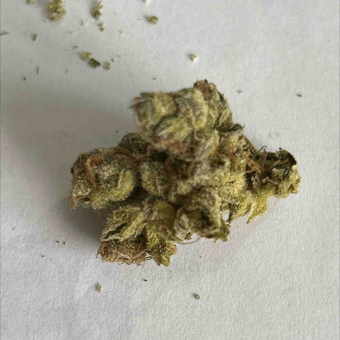 Pappaya