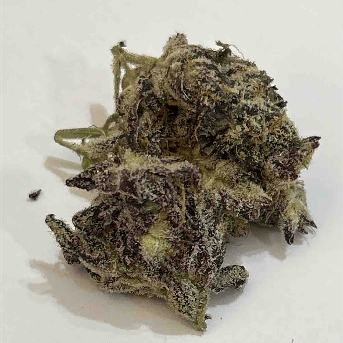 White Truffle