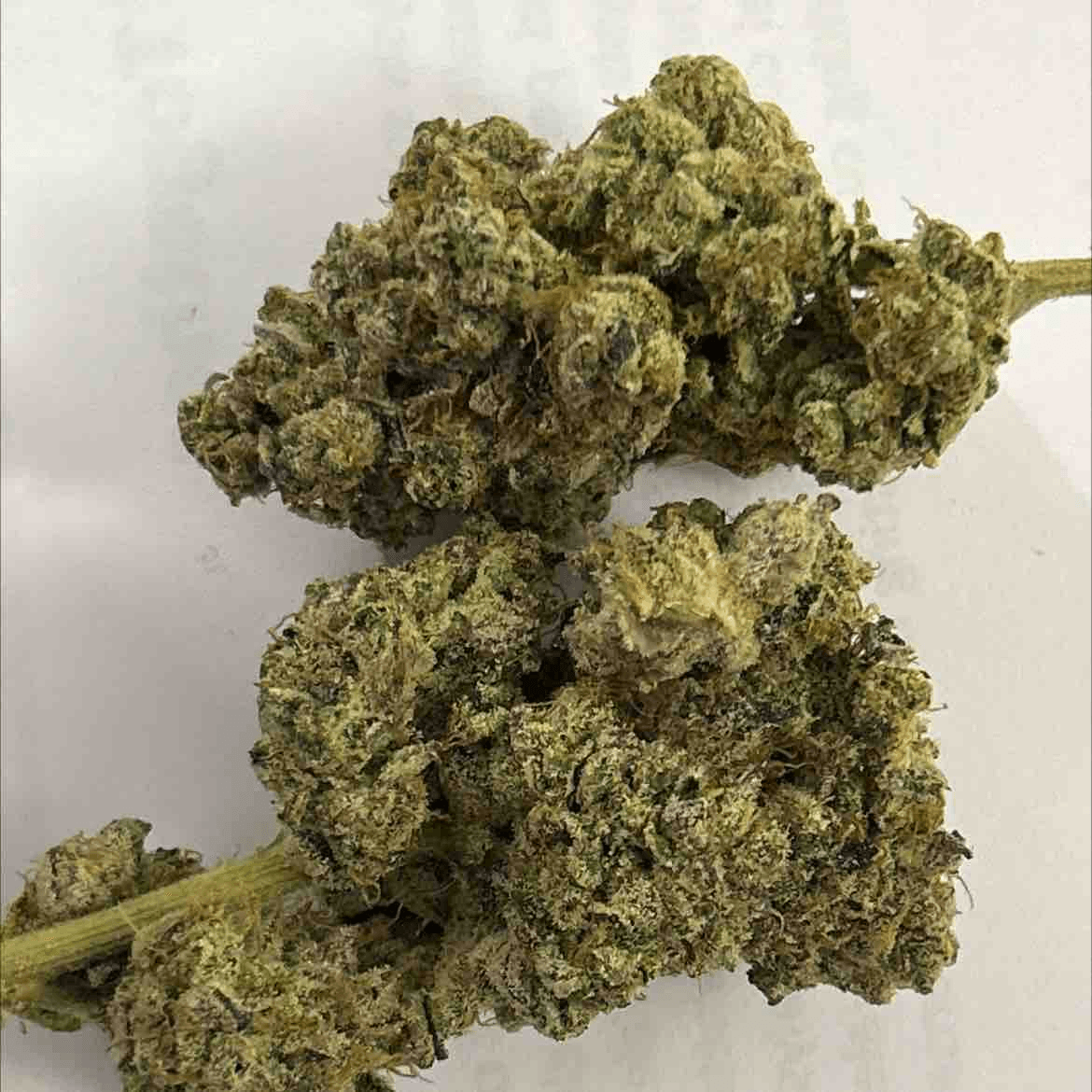 Zkunk